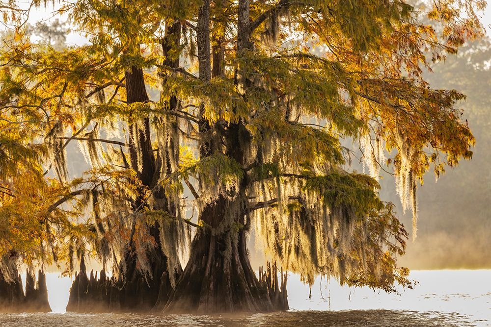Cypress trees in autumn at Lake Dauterive near Loreauville-Louisiana-USA
